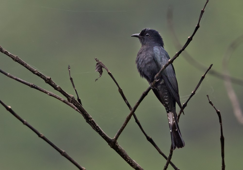 Square-tailed Drongo-Cuckoo - Lars Petersson | My World of Bird Photography