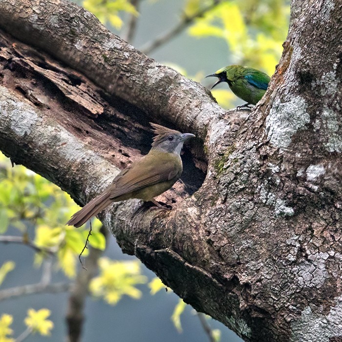 Puff-throated Bulbul (Puff-throated) - Lars Petersson | My World of Bird Photography