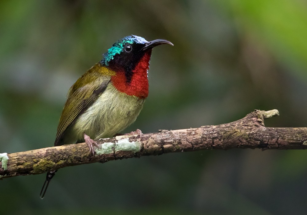 Fork-tailed Sunbird (Fork-tailed) - Lars Petersson | My World of Bird Photography