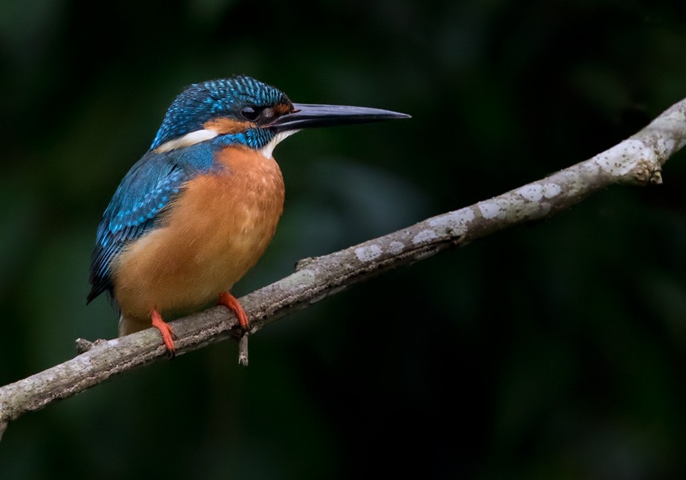 Common Kingfisher (Common) - Lars Petersson | My World of Bird Photography