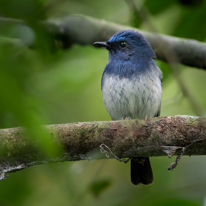 Hainan Blue Flycatcher - Lars Petersson | My World of Bird Photography