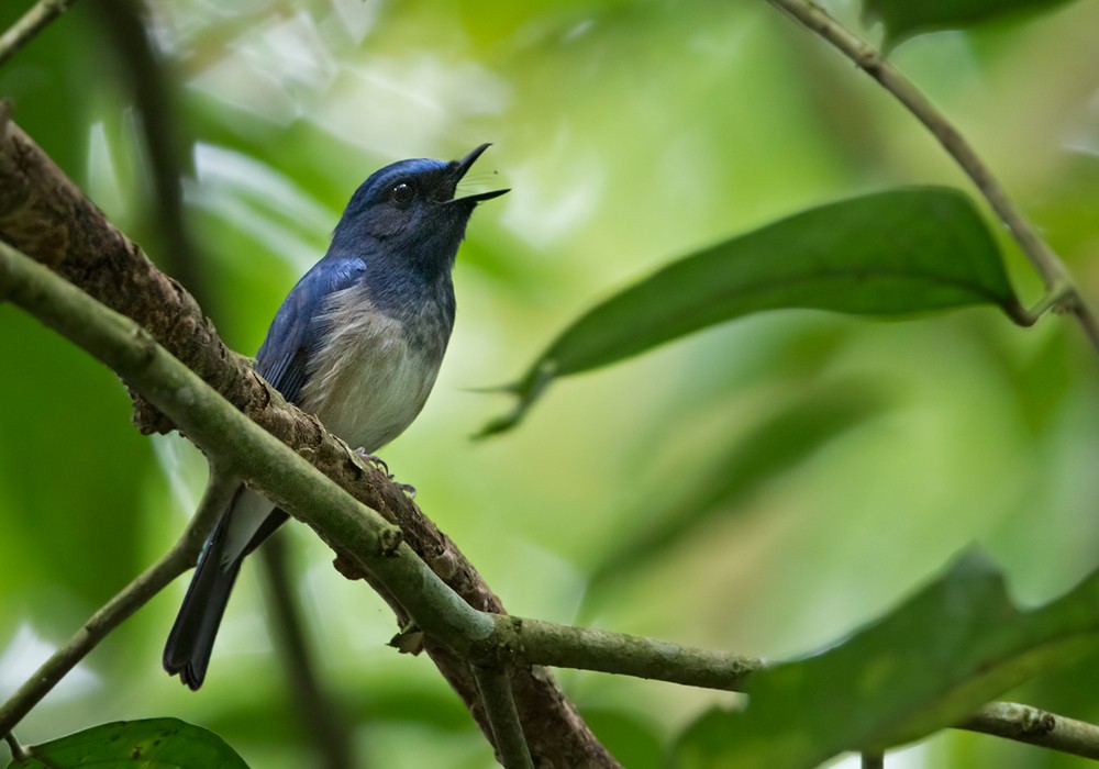 Hainan Blue Flycatcher - Lars Petersson | My World of Bird Photography