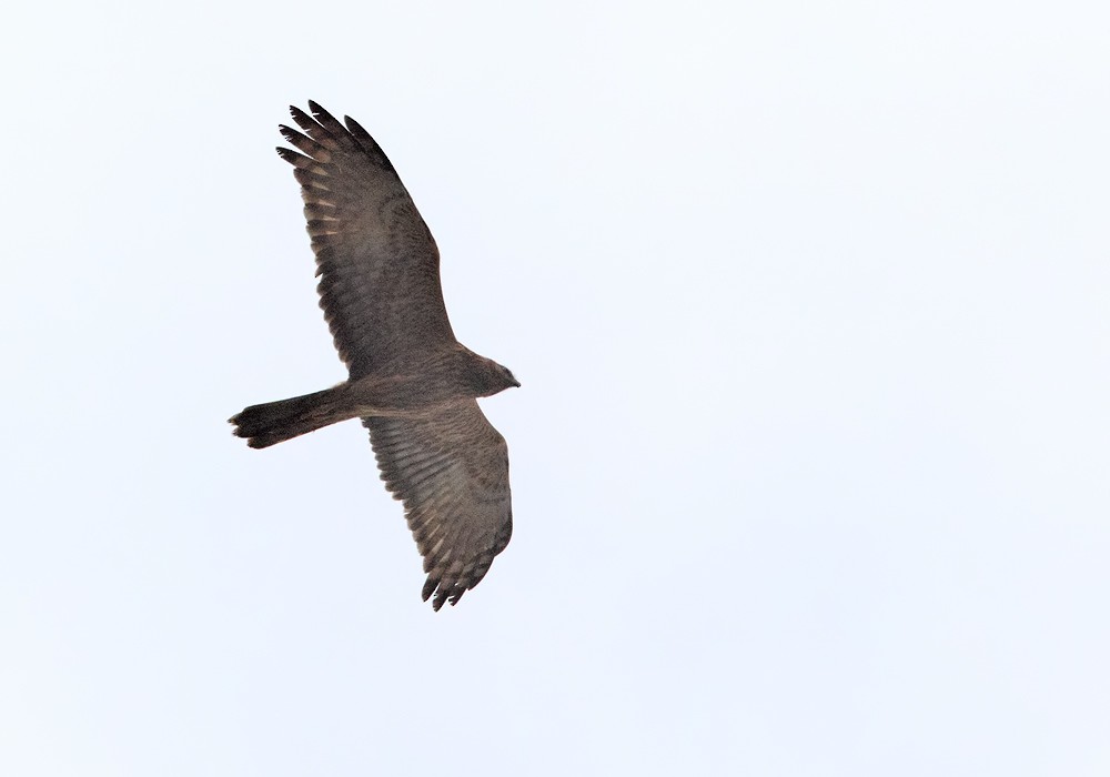 Pied Harrier - Lars Petersson | My World of Bird Photography