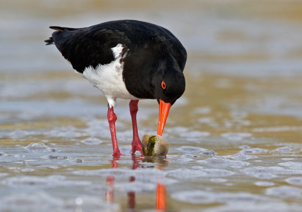 Chatham Oystercatcher - Lars Petersson | My World of Bird Photography