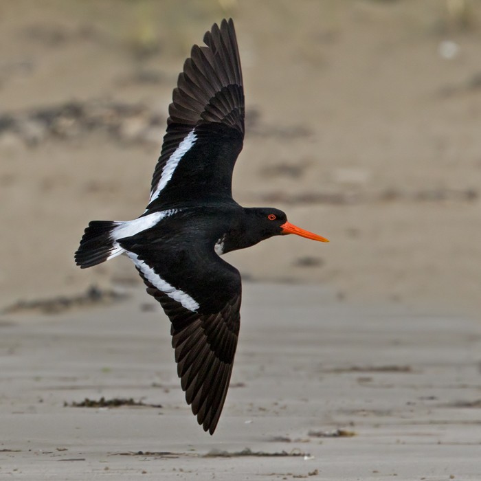 Chatham Oystercatcher - Lars Petersson | My World of Bird Photography