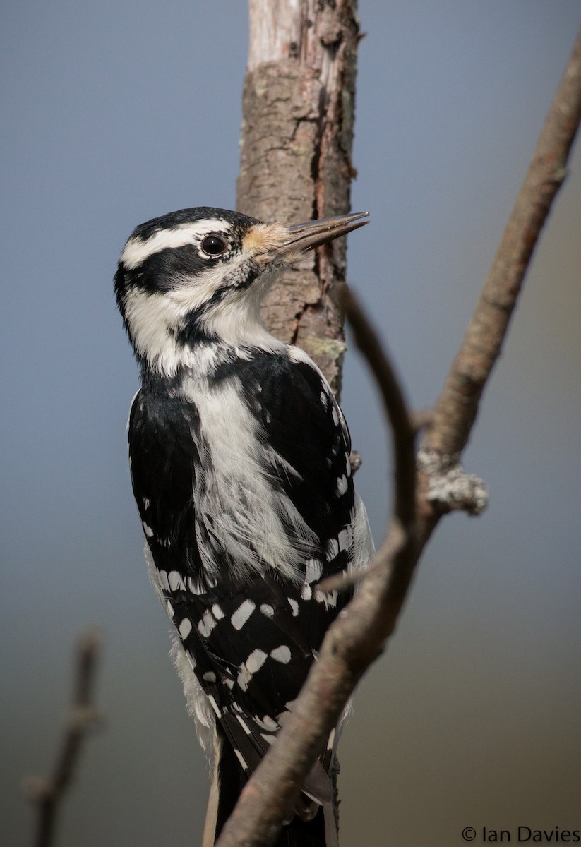 Hairy Woodpecker (Eastern) - Ian Davies