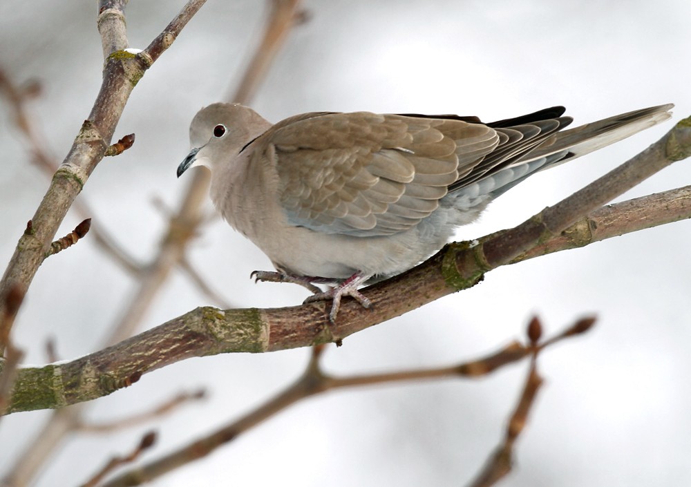 Eurasian Collared-Dove - Lars Petersson | My World of Bird Photography