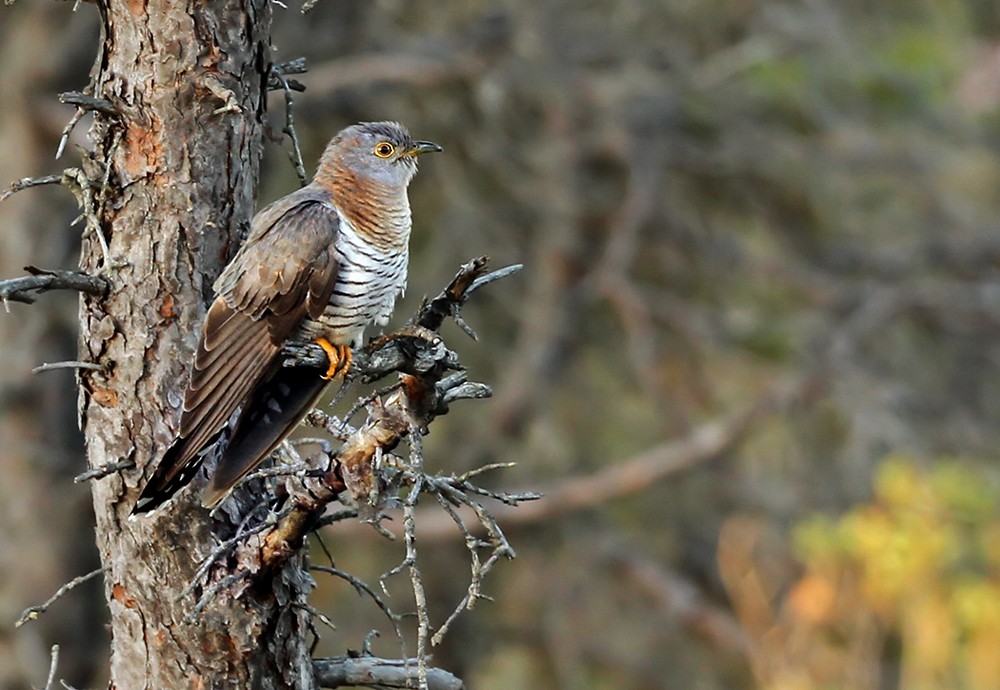 Common Cuckoo - Lars Petersson | My World of Bird Photography