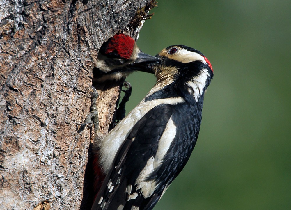 Great Spotted Woodpecker (Great Spotted) - Lars Petersson | My World of Bird Photography