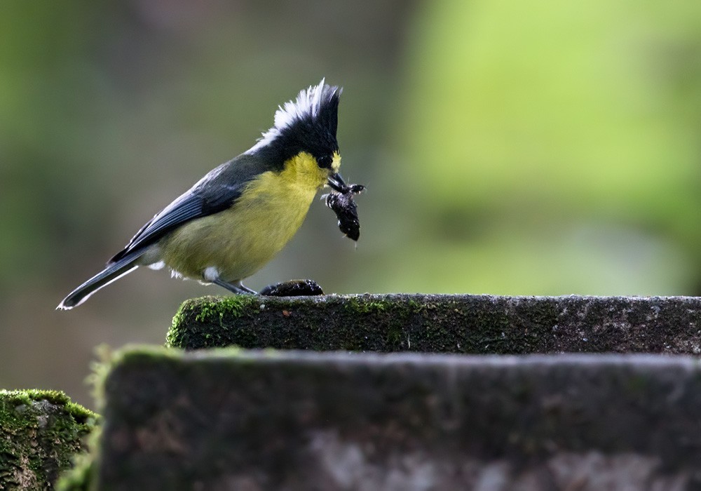 Taiwan Yellow Tit - Lars Petersson | My World of Bird Photography