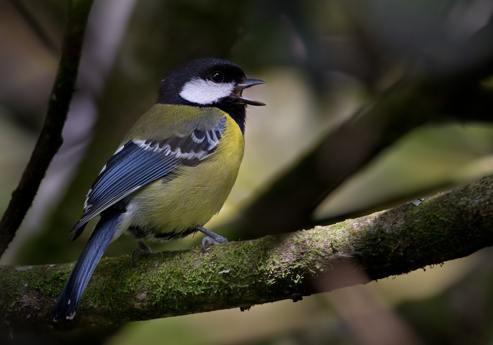 Green-backed Tit - Lars Petersson | My World of Bird Photography