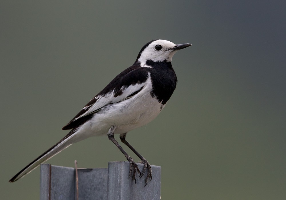 White Wagtail (Chinese) - Lars Petersson | My World of Bird Photography