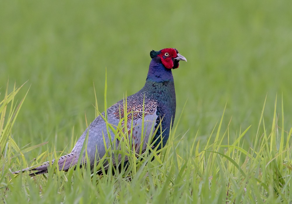 Green Pheasant - Lars Petersson | My World of Bird Photography