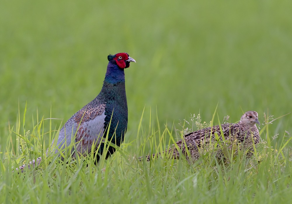 Green Pheasant - Lars Petersson | My World of Bird Photography