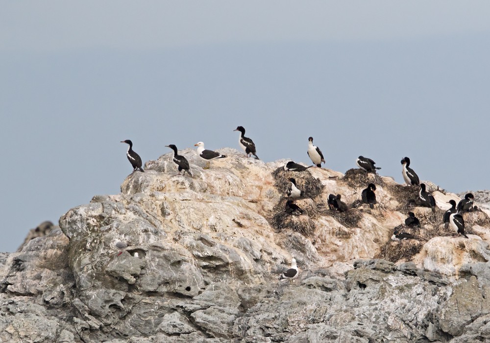 Chatham Islands Shag - Lars Petersson | My World of Bird Photography