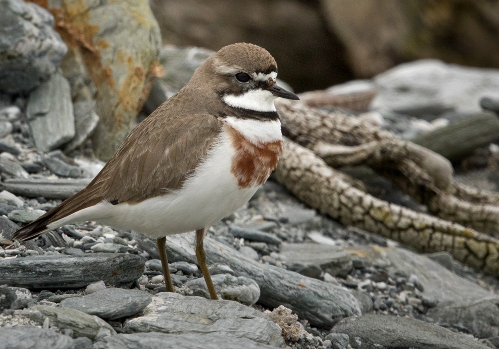 Double-banded Plover - ML206001301
