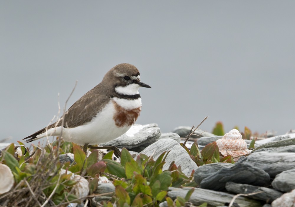 Double-banded Plover - ML206001321