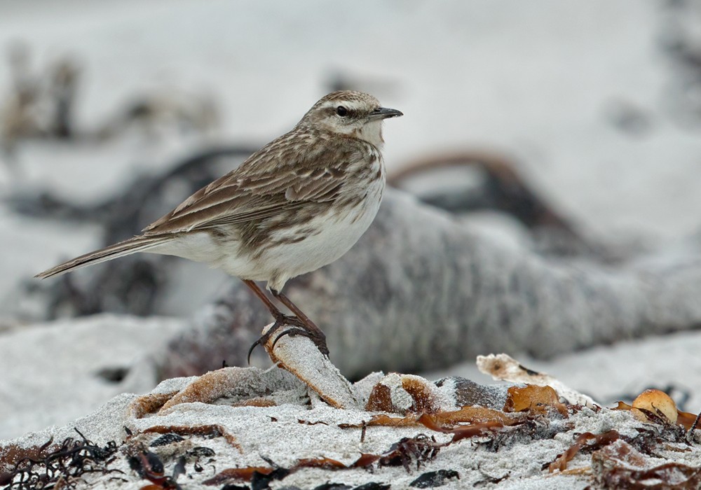 New Zealand Pipit - Lars Petersson | My World of Bird Photography