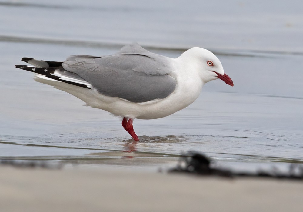 Silver Gull (Red-billed) - Lars Petersson | My World of Bird Photography