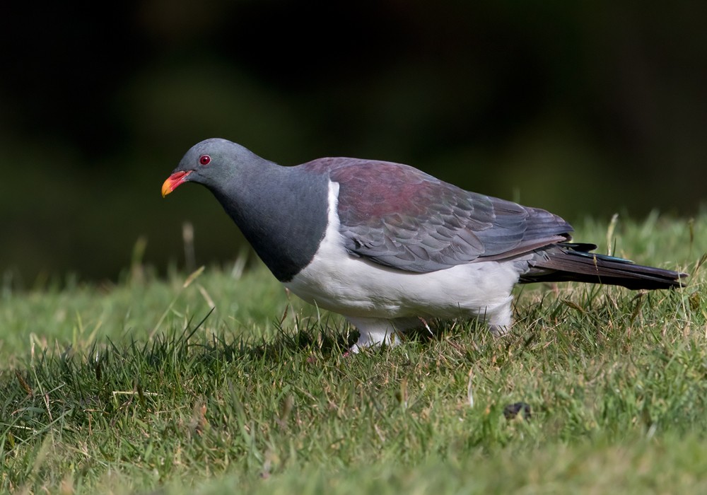 Chatham Island Pigeon - ML206001511