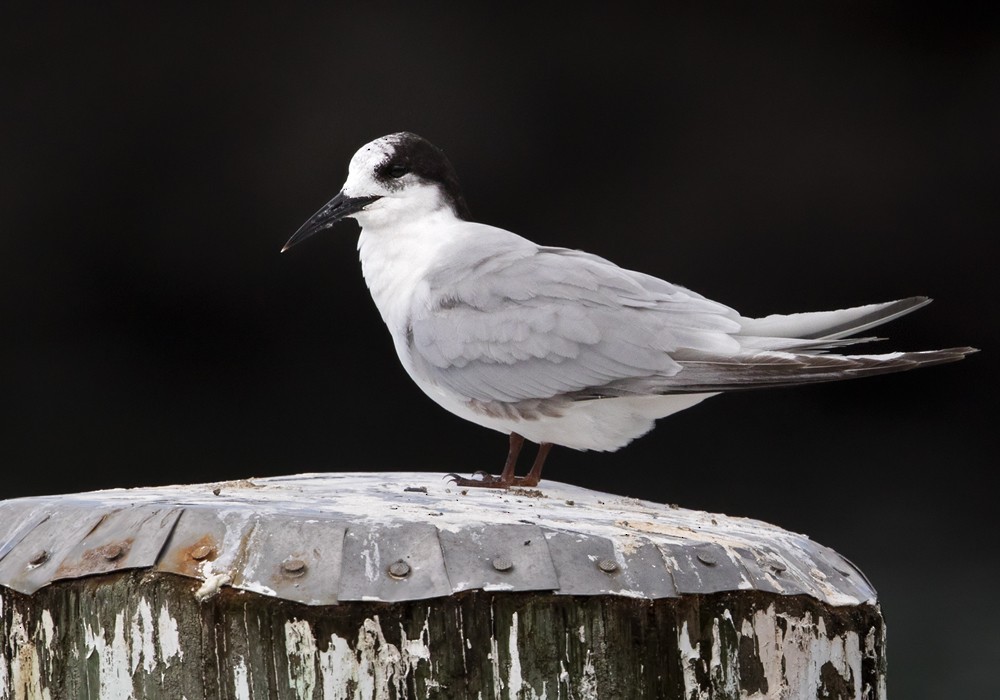 White-fronted Tern - ML206001531