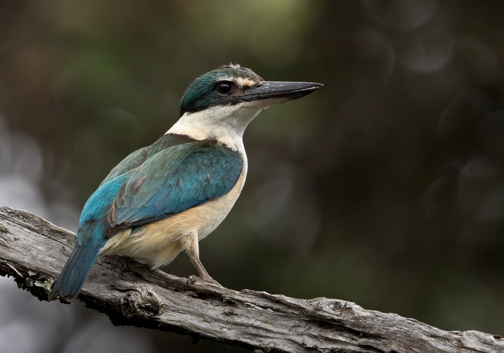 Sacred Kingfisher (New Zealand) - Lars Petersson | My World of Bird Photography