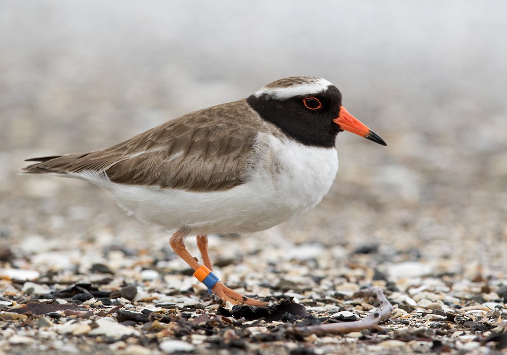 Shore Plover - Lars Petersson | My World of Bird Photography