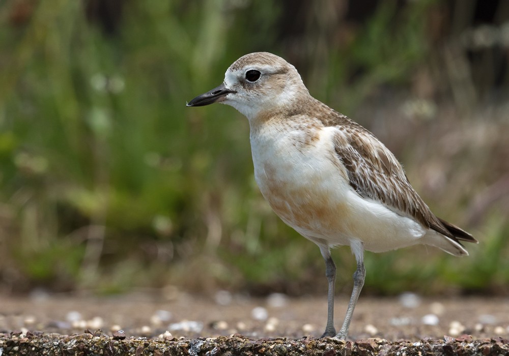 Red-breasted Dotterel (Northern) - Lars Petersson | My World of Bird Photography