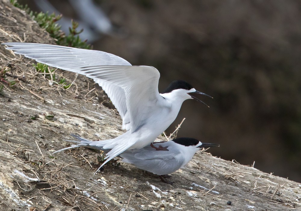 White-fronted Tern - ML206001661