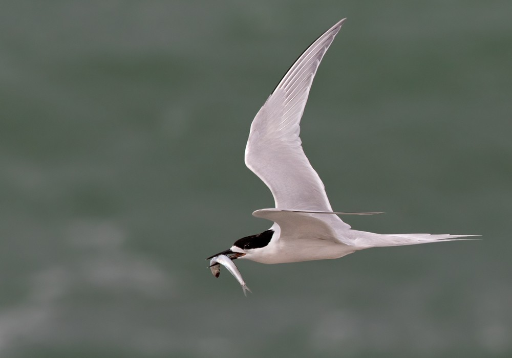 White-fronted Tern - ML206001681