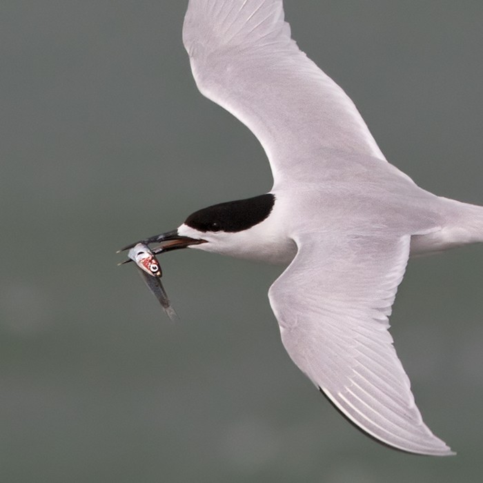 White-fronted Tern - ML206001691