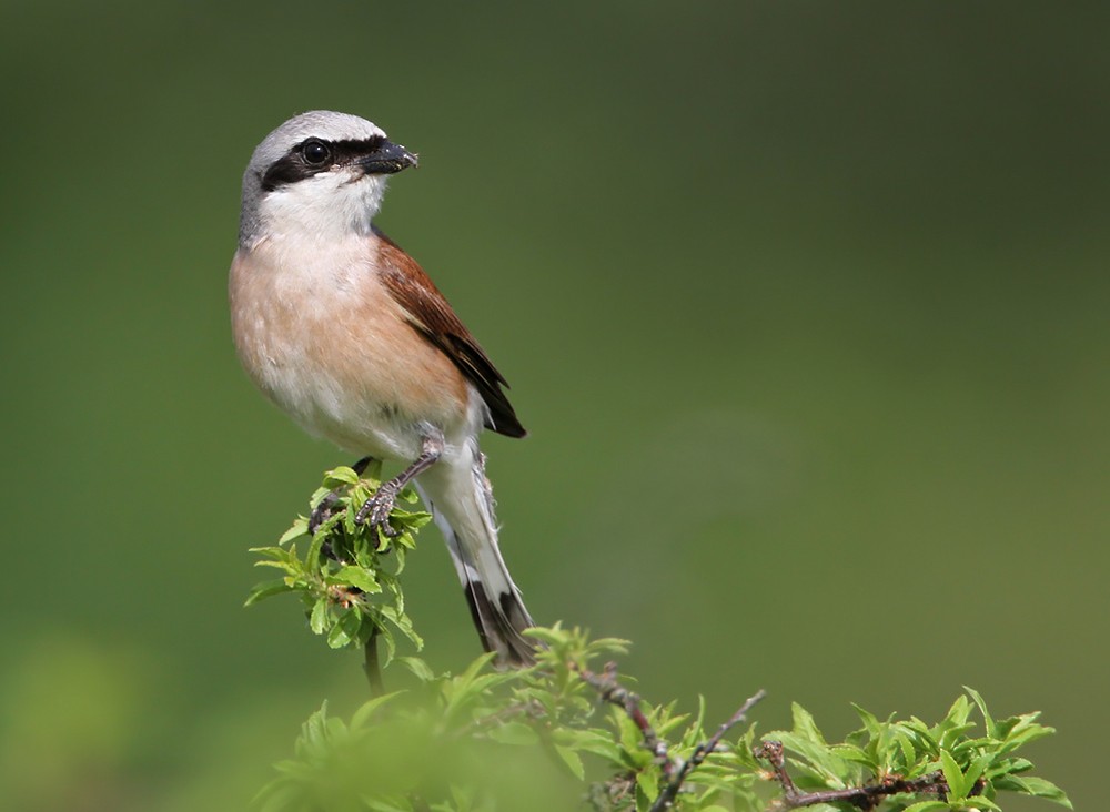 Red-backed Shrike - Lars Petersson | My World of Bird Photography