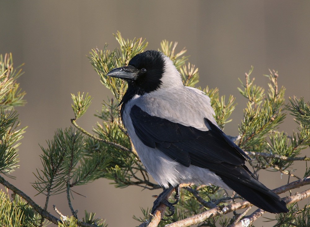 Hooded Crow (Hooded) - Lars Petersson | My World of Bird Photography