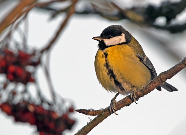 Adult frontal view (subspecies <em class="SciName notranslate">major</em>). - Great Tit (Great) - 