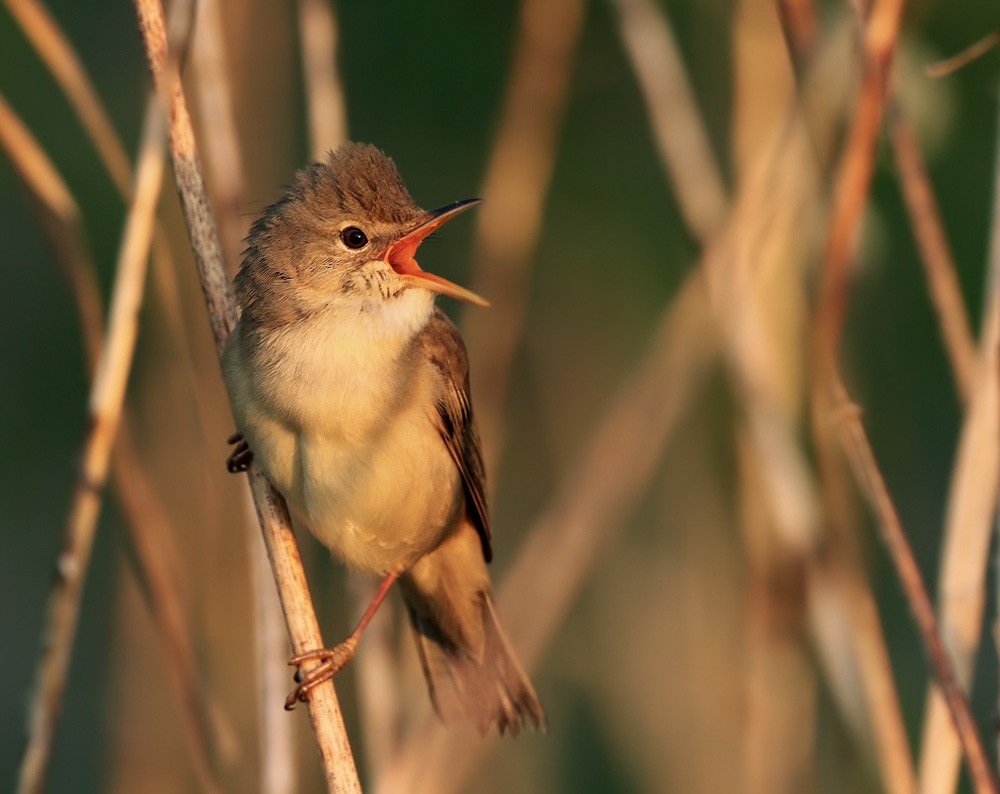 Marsh Warbler - Lars Petersson | My World of Bird Photography