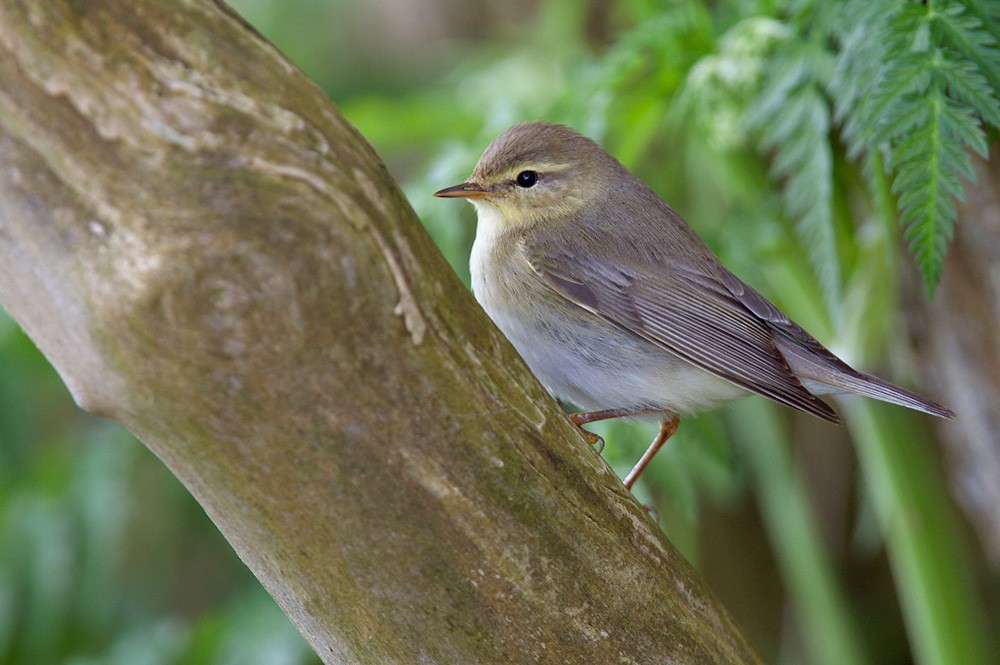 Willow Warbler - Lars Petersson | My World of Bird Photography