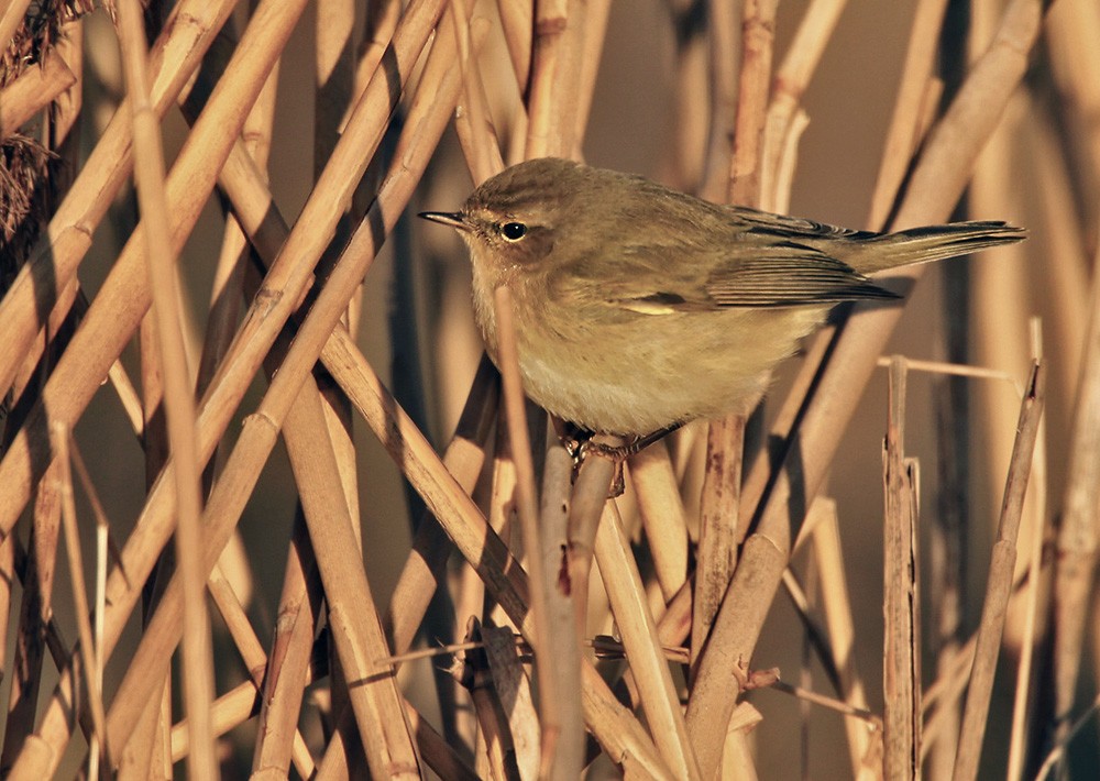 Common Chiffchaff (Common) - Lars Petersson | My World of Bird Photography