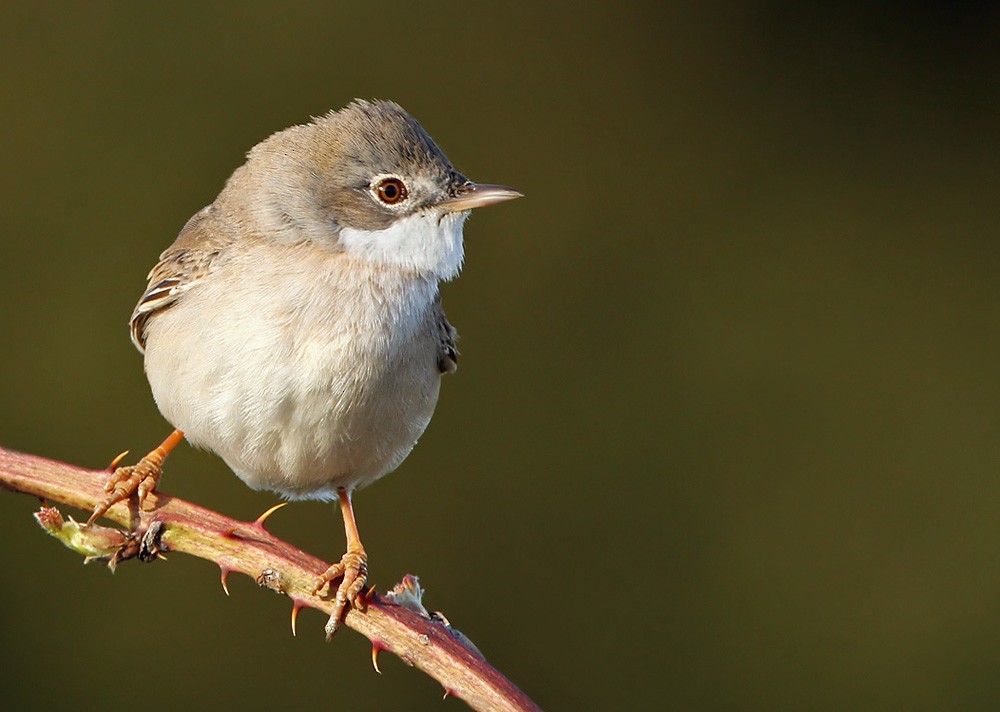Greater Whitethroat - Lars Petersson | My World of Bird Photography