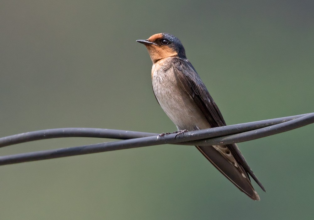 Pacific Swallow (Pacific) - Lars Petersson | My World of Bird Photography