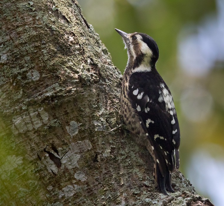 Gray-capped Pygmy Woodpecker - ML206002201