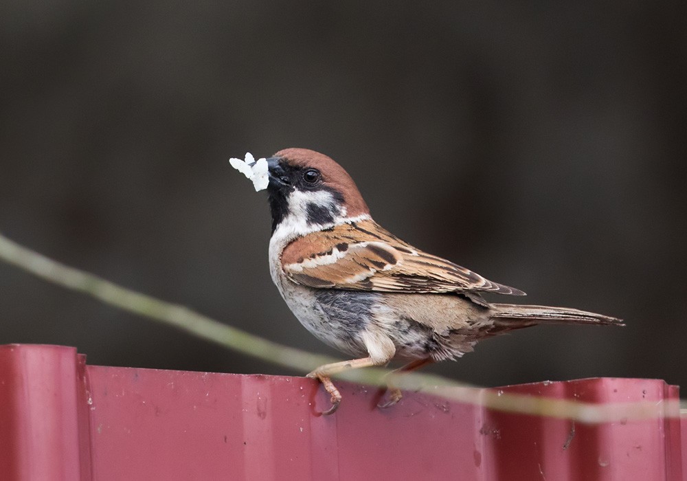 Eurasian Tree Sparrow - Lars Petersson | My World of Bird Photography