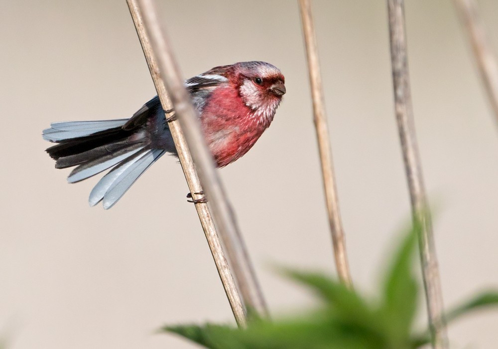 Long-tailed Rosefinch - Lars Petersson | My World of Bird Photography