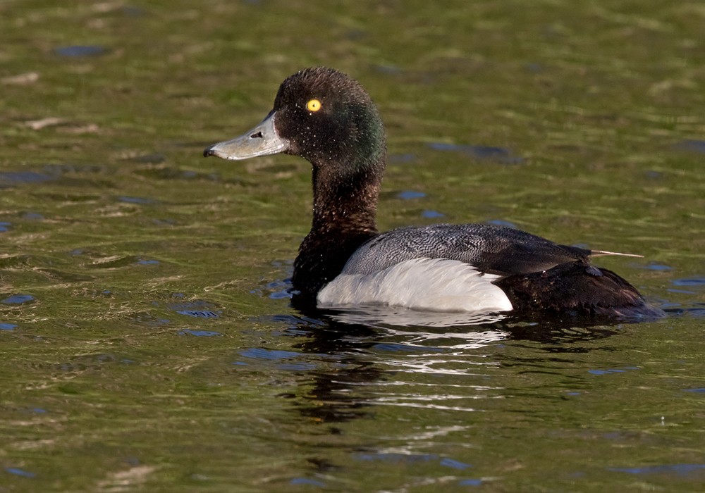 Greater Scaup - Lars Petersson | My World of Bird Photography