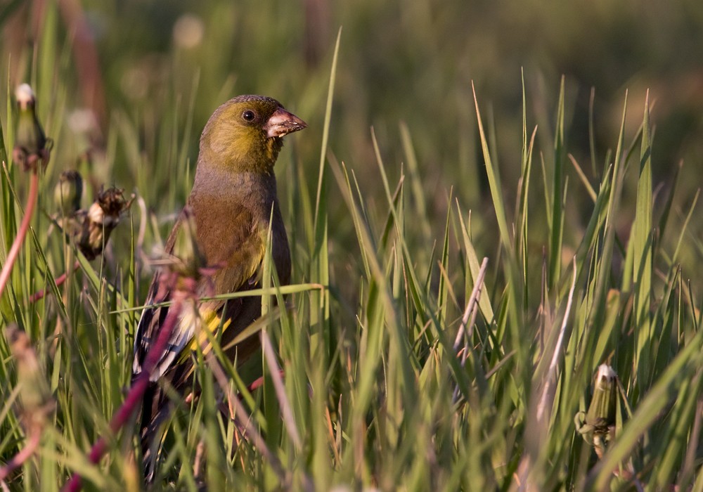 Oriental Greenfinch - Lars Petersson | My World of Bird Photography