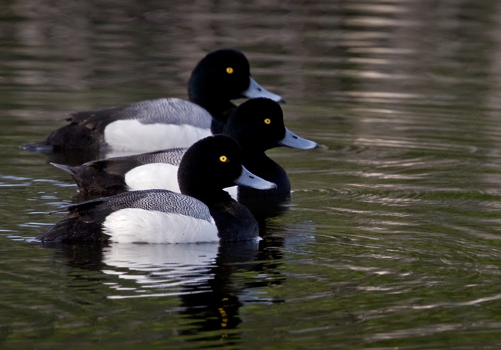 Greater Scaup - ML206002521