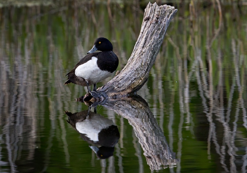 Tufted Duck - Lars Petersson | My World of Bird Photography