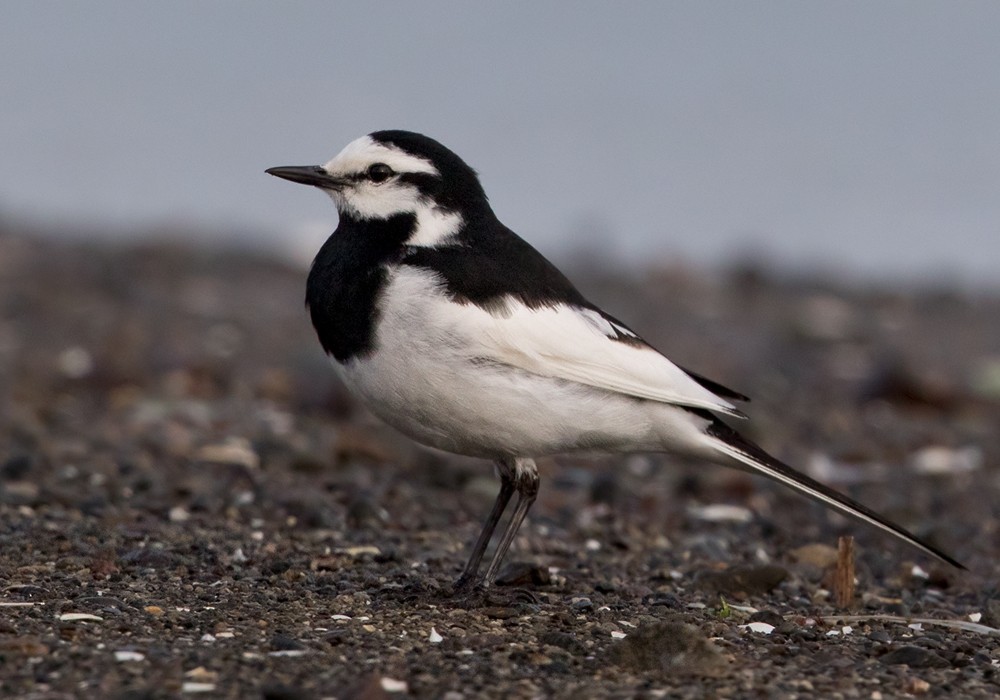 White Wagtail (Black-backed) - ML206002541