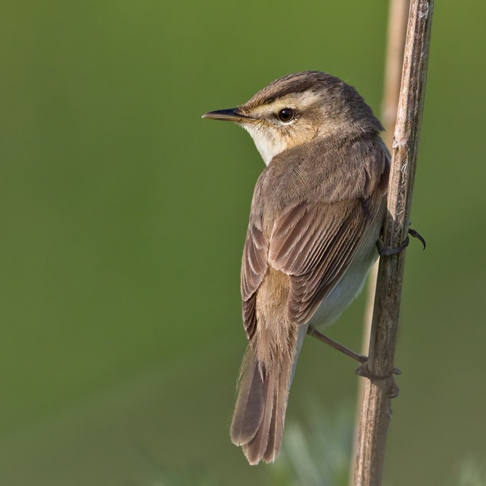 Black-browed Reed Warbler - Lars Petersson | My World of Bird Photography