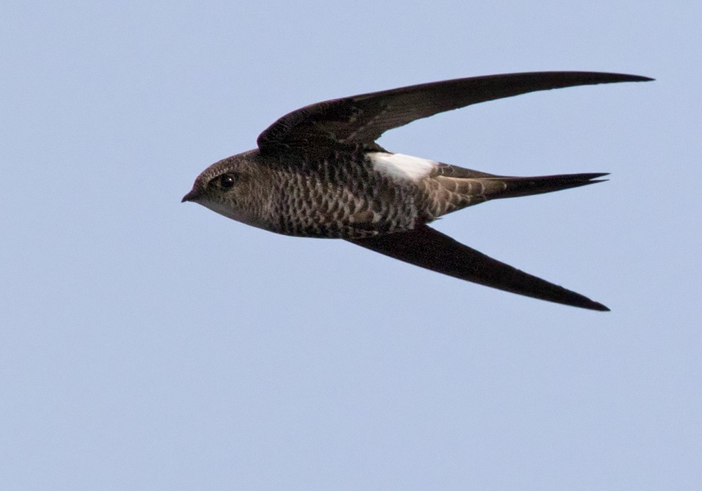 Pacific Swift - Lars Petersson | My World of Bird Photography