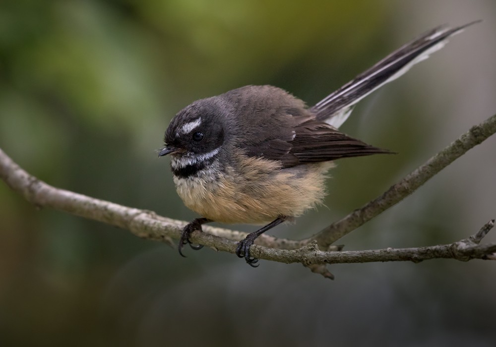 New Zealand Fantail - Lars Petersson | My World of Bird Photography